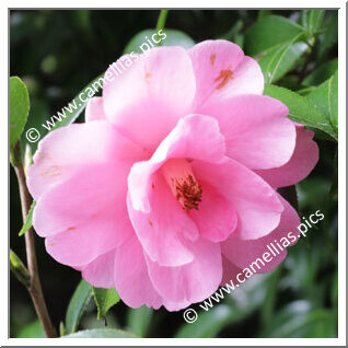 Camellia Hybrid 'Barbara Clark'