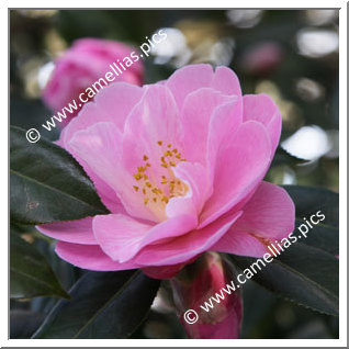 Camellia Hybrid 'Barbara Clark'
