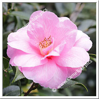 Camellia Hybride 'Barbara Clark'