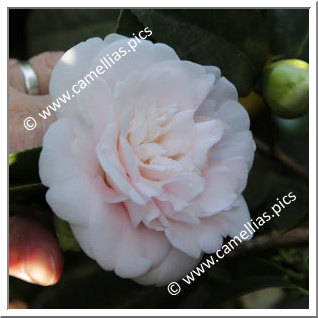 Camellia Japonica 'Barbara Mary'