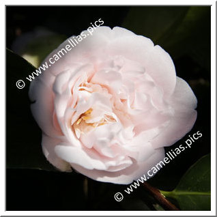 Camellia Japonica 'Barbara Mary'