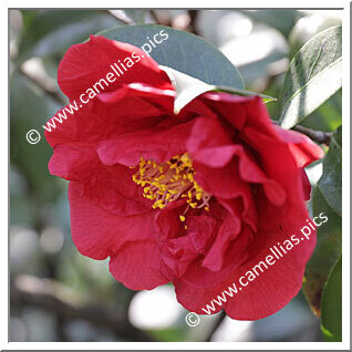 Camellia Japonica 'Barbara Morgan'