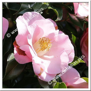 Camellia Hybrid C.x williamsii 'Barbara Ratliff'