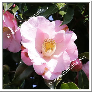 Camellia Hybrid C.x williamsii 'Barbara Ratliff'