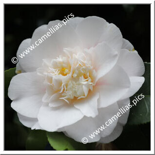 Camellia Japonica 'Barbara Woodroof'