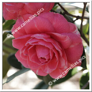 Camellia Japonica 'Baringtoniana'