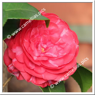 Camellia Japonica 'Barni'