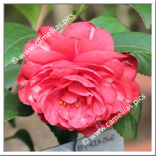 Camellia Japonica 'Barni'