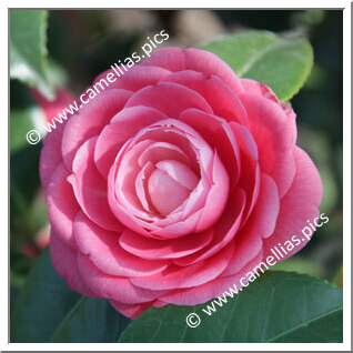 Camellia Japonica 'Baronne Leguay'