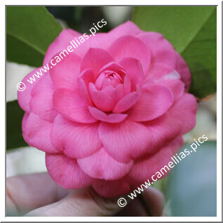 Camellia Japonica 'Bealei Rosea'