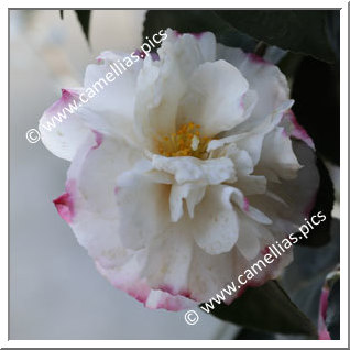 Camellia Sasanqua 'Beatrice Emily'