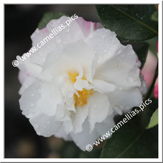 Camellia Sasanqua 'Beatrice Emily'
