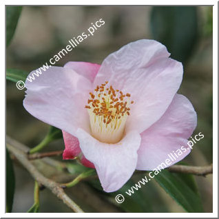 Camellia Hybrid C.x williamsii 'Beatrice Michael'