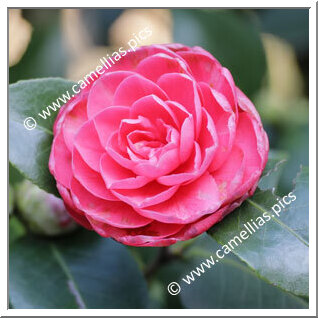 Camellia Japonica 'Beatrice Raul'