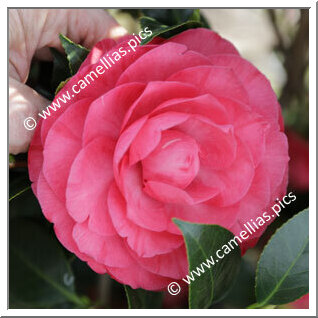 Camellia Japonica 'Beauty Grafton'