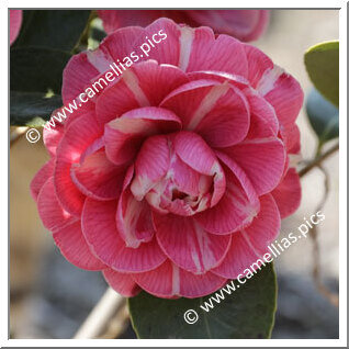 Camellia Japonica 'Bella di Firenze'