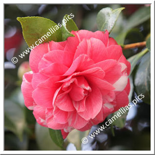 Camellia Japonica 'Bella di Pisa'