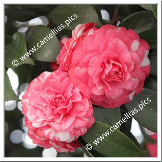 Camellia Japonica 'Bella di Pisa'