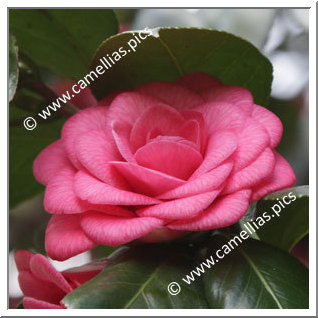 Camellia Japonica 'Bella d'Etruria'