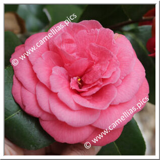 Camellia Japonica 'Bella Lambertii'