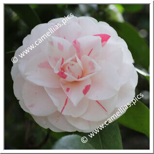 Camellia Japonica 'Bella Portuense'