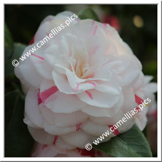 Camellia Japonica 'Bella Portuense'