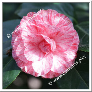 Camellia Japonica 'Bella Romana'