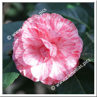 Camellia Japonica 'Bella Romana'