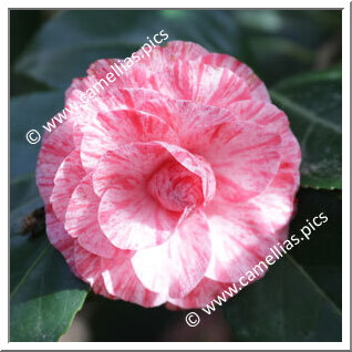 Camellia Japonica 'Bella Romana'