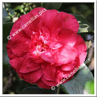 'Bella Romana Red'