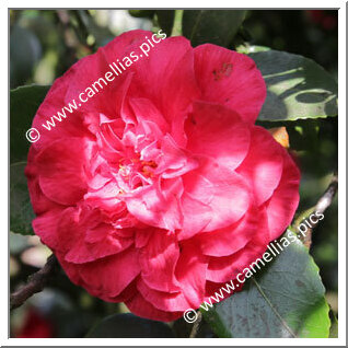 Camellia Japonica 'Bella Romana Red'