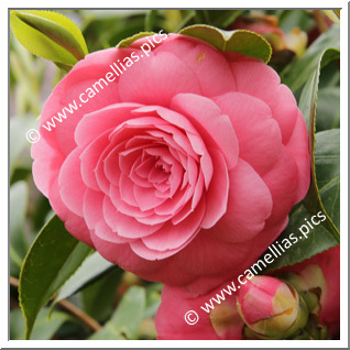 Camellia Japonica 'Bella Toscana'