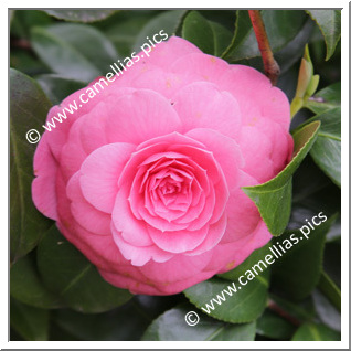 Camellia Japonica 'Bella Toscana'