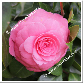 Camellia Japonica 'Bella Toscana'