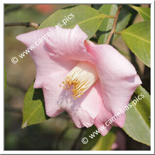 Camellia Hybride 'Bellbird'