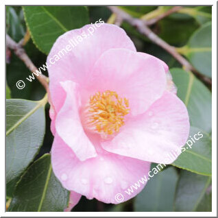 Camellia Hybride 'Bellbird'