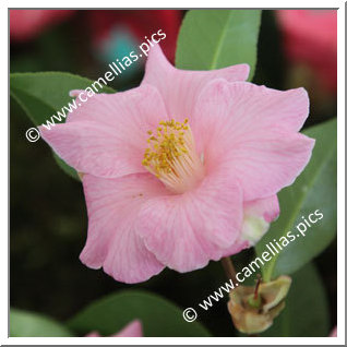 Camellia Hybrid 'Bellbird'