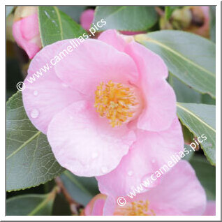 Camellia Hybride 'Bellbird'