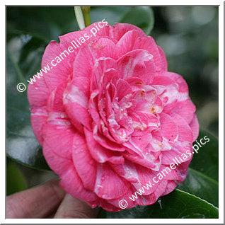 Camellia Japonica 'Belle Jeanette'