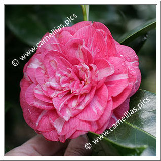 Camellia Japonica 'Belle Jeanette'