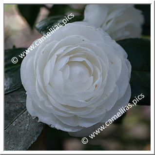 Camellia Japonica 'Belle Judith'