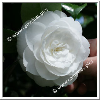 Camellia Japonica 'Belle Judith'