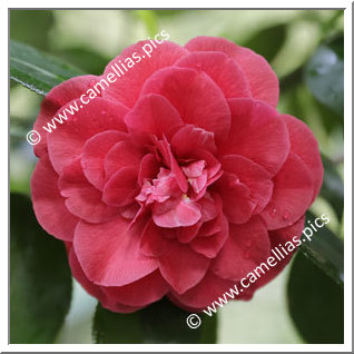 Camellia Japonica 'Benedetta Corneo'