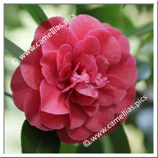 Camellia Japonica 'Benedetta Corneo'