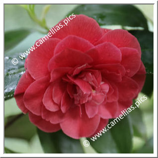 Camellia Japonica 'Benedetta Corneo'
