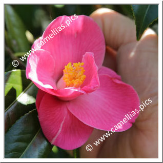 Camellia Japonica 'Beni-akari'