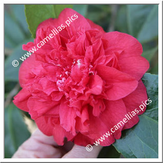 Camellia Japonica 'Beni-arajishi'