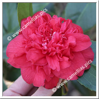 Camellia Japonica 'Beni-arajishi'