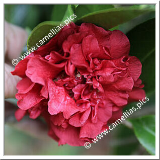 Camellia Japonica 'Beni-arajishi'