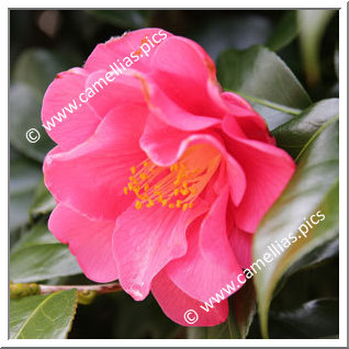 Camellia Japonica 'Beni-fuku-musume'